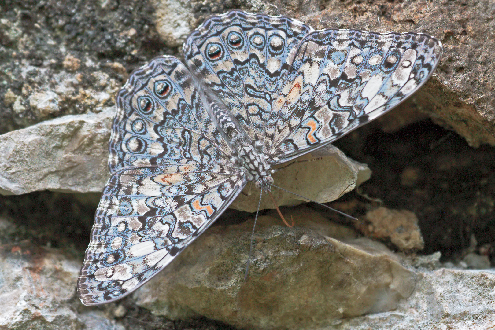 Hamadryas sp. in Chichen Itza