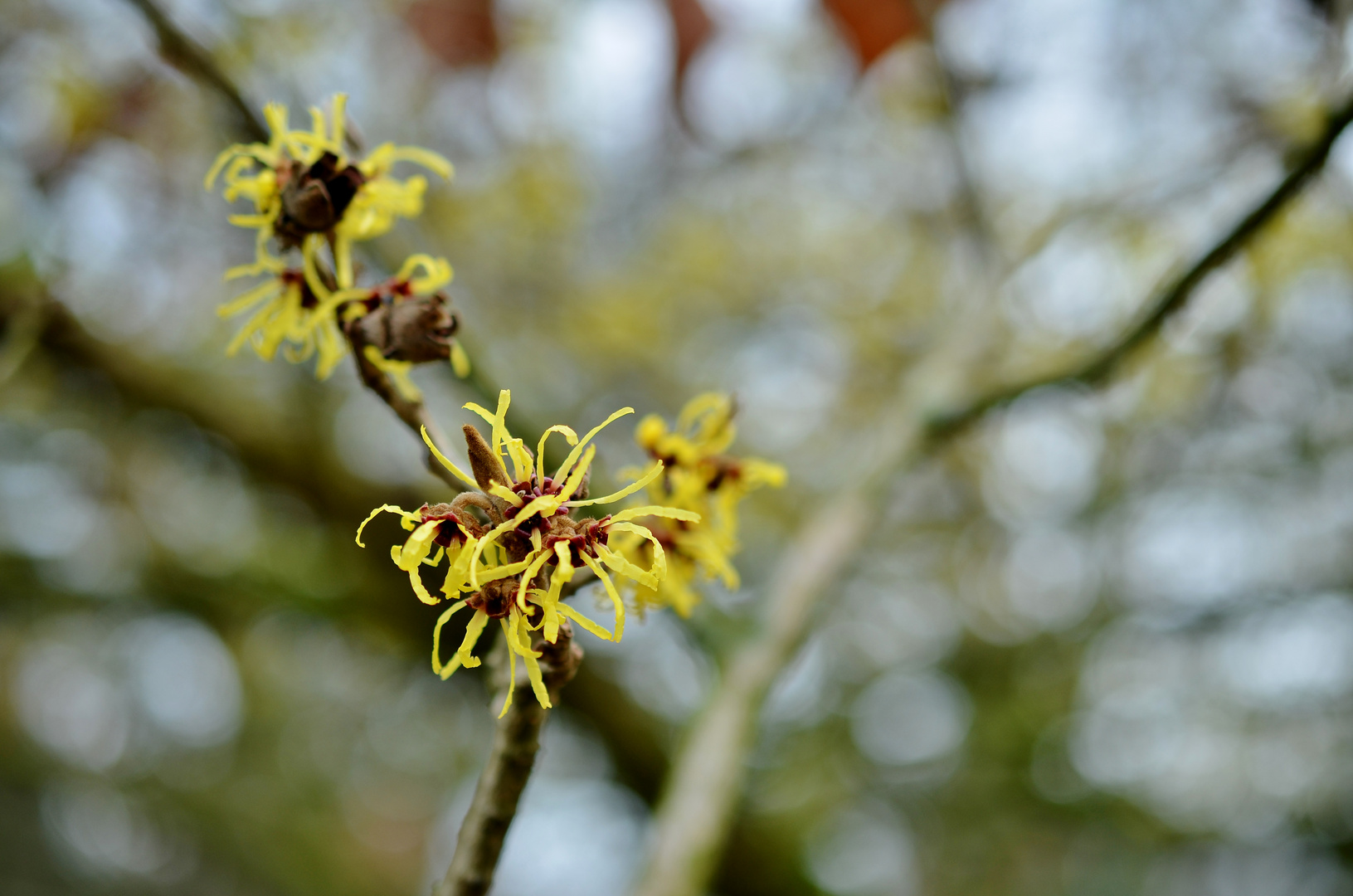 Hamamelis