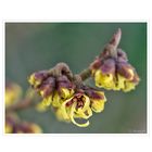 ~ Hamamelis ~