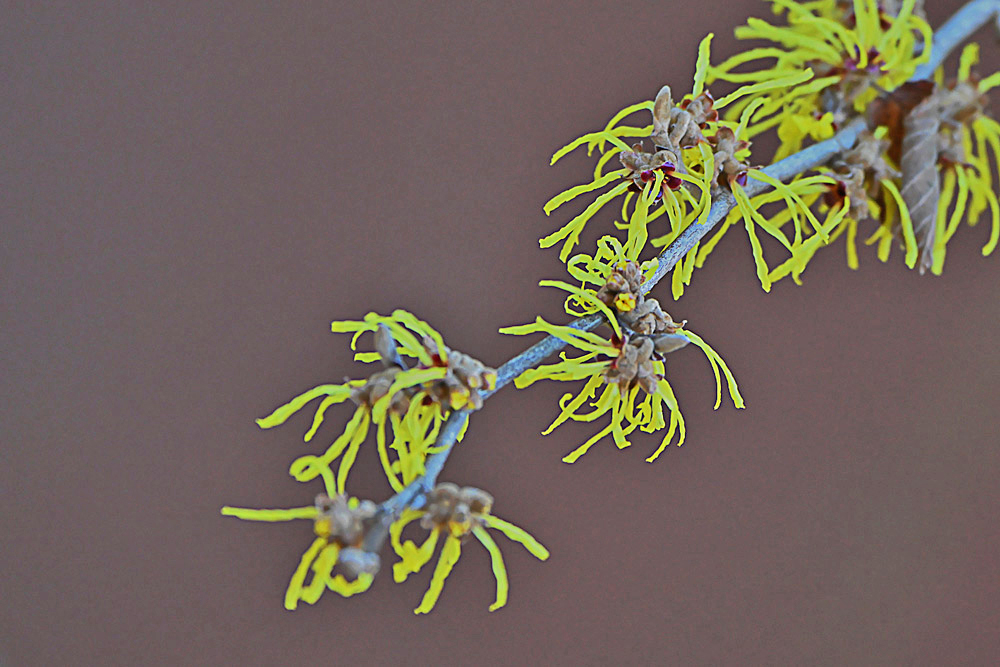 Hamamelis