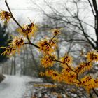 Hamamelis 2