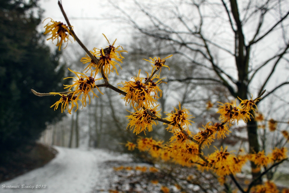 Hamamelis 2