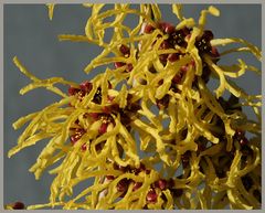 Hamamelis (2)