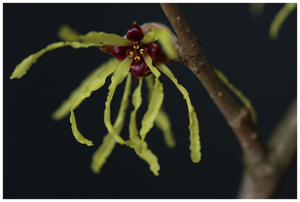 Hamamelis Foto & Bild | jahreszeiten, frühling, natur Bilder auf ...