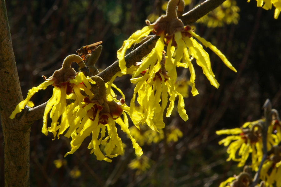 Hamamelis