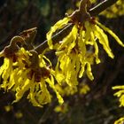 Hamamelis