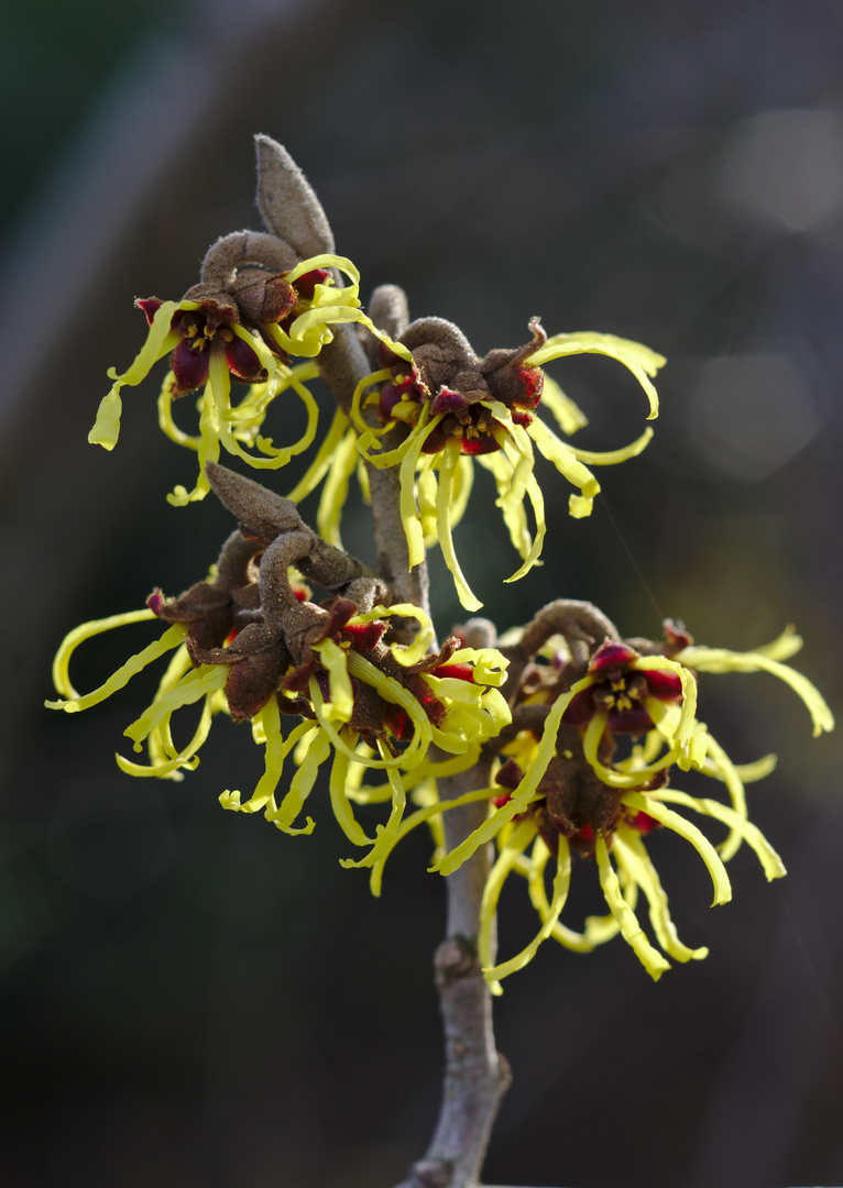 Hamamelis