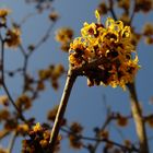 Hamamelis