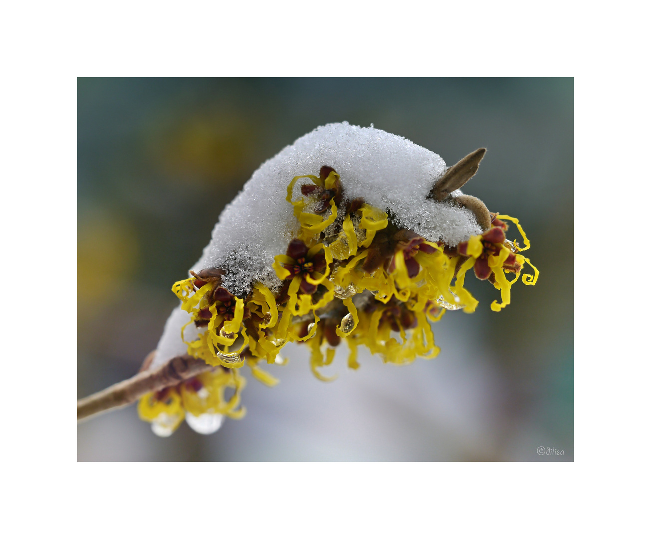 Hamamelis