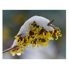 Hamamelis