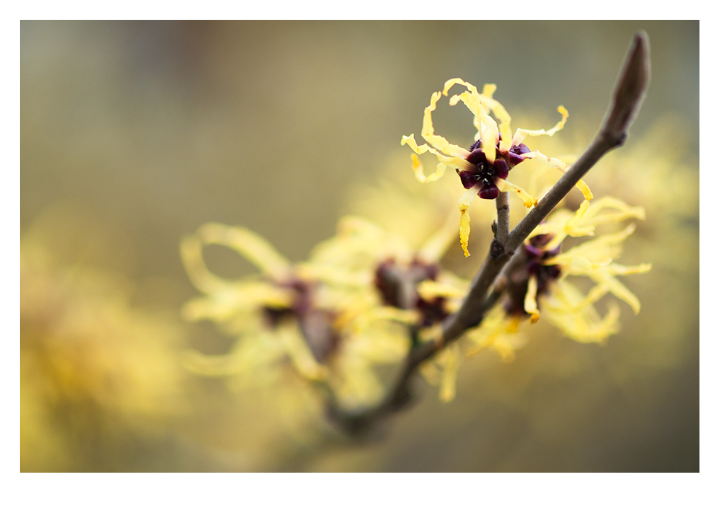 HAMAMELIS