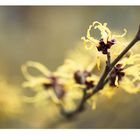 HAMAMELIS