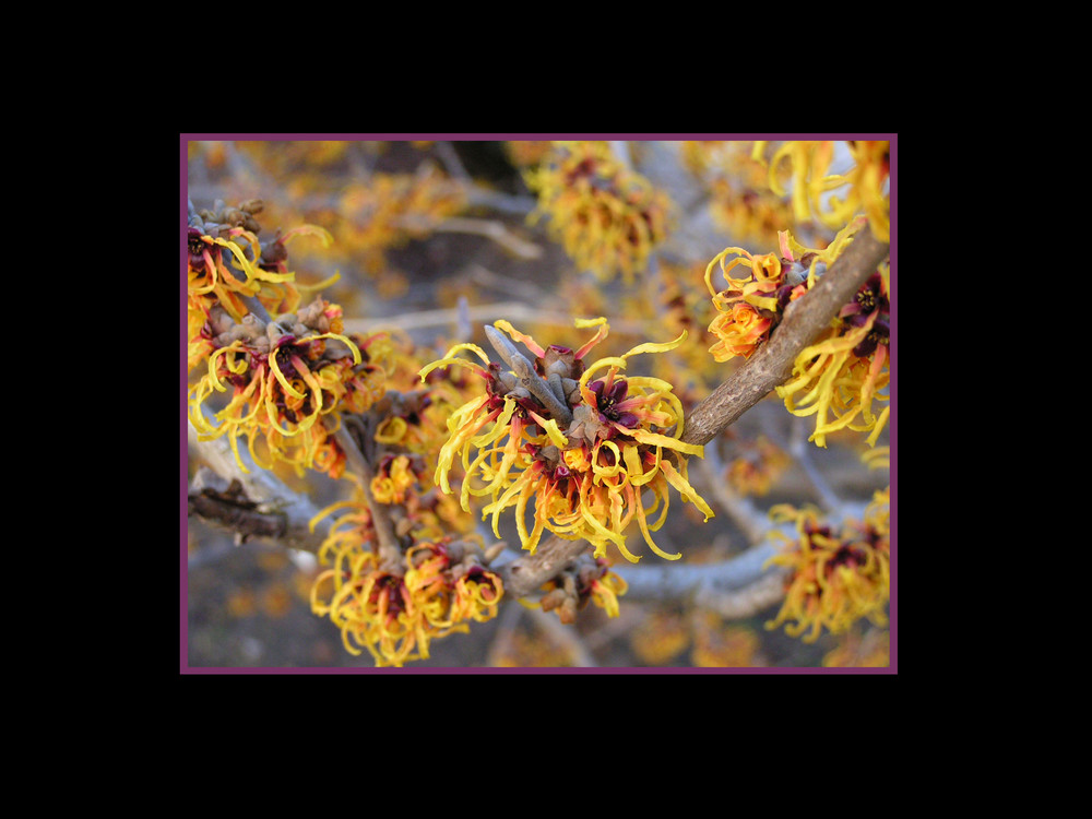 Hamamelis