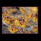 Hamamelis