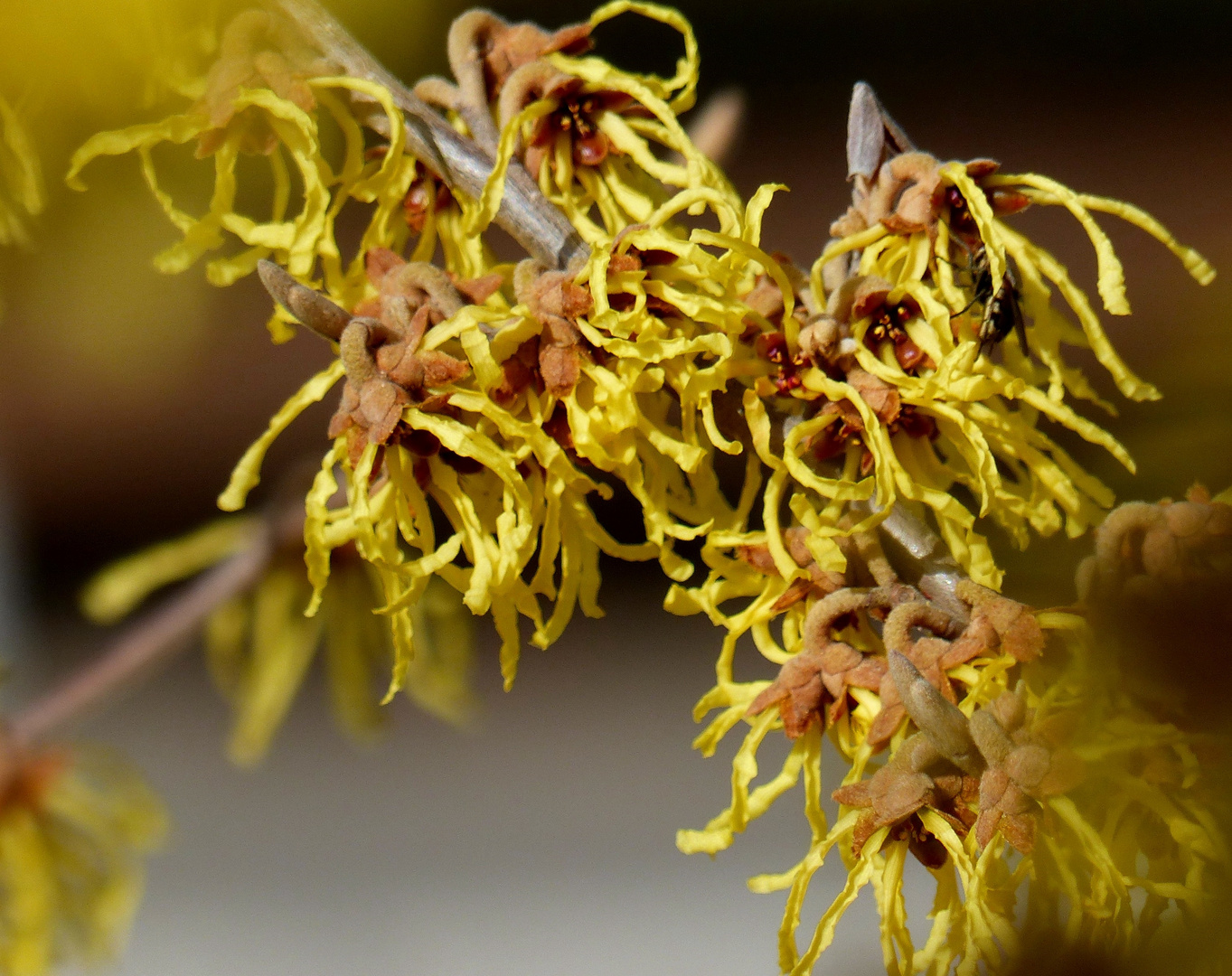 Hamamelis