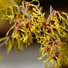 Hamamelis