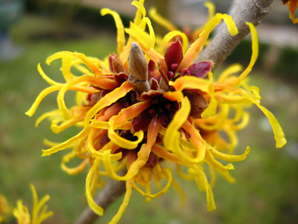 Hamamelis von Ingrid Fröhlich 