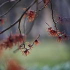 Hamamelis