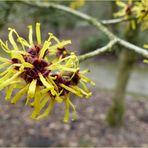 Hamamelis