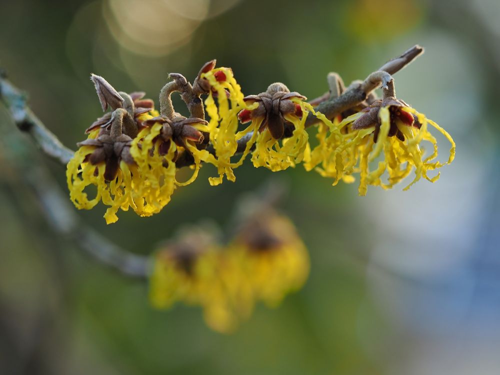 Hamamelis