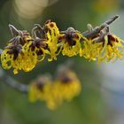 Hamamelis