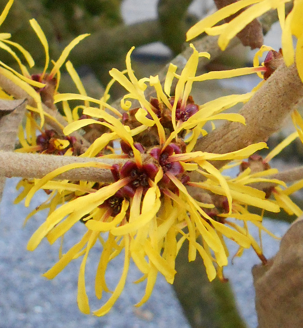 Hamamelis