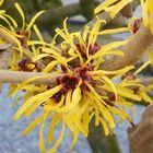 Hamamelis