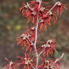 Hamamelis