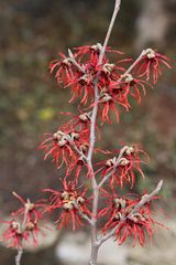 Hamamelis