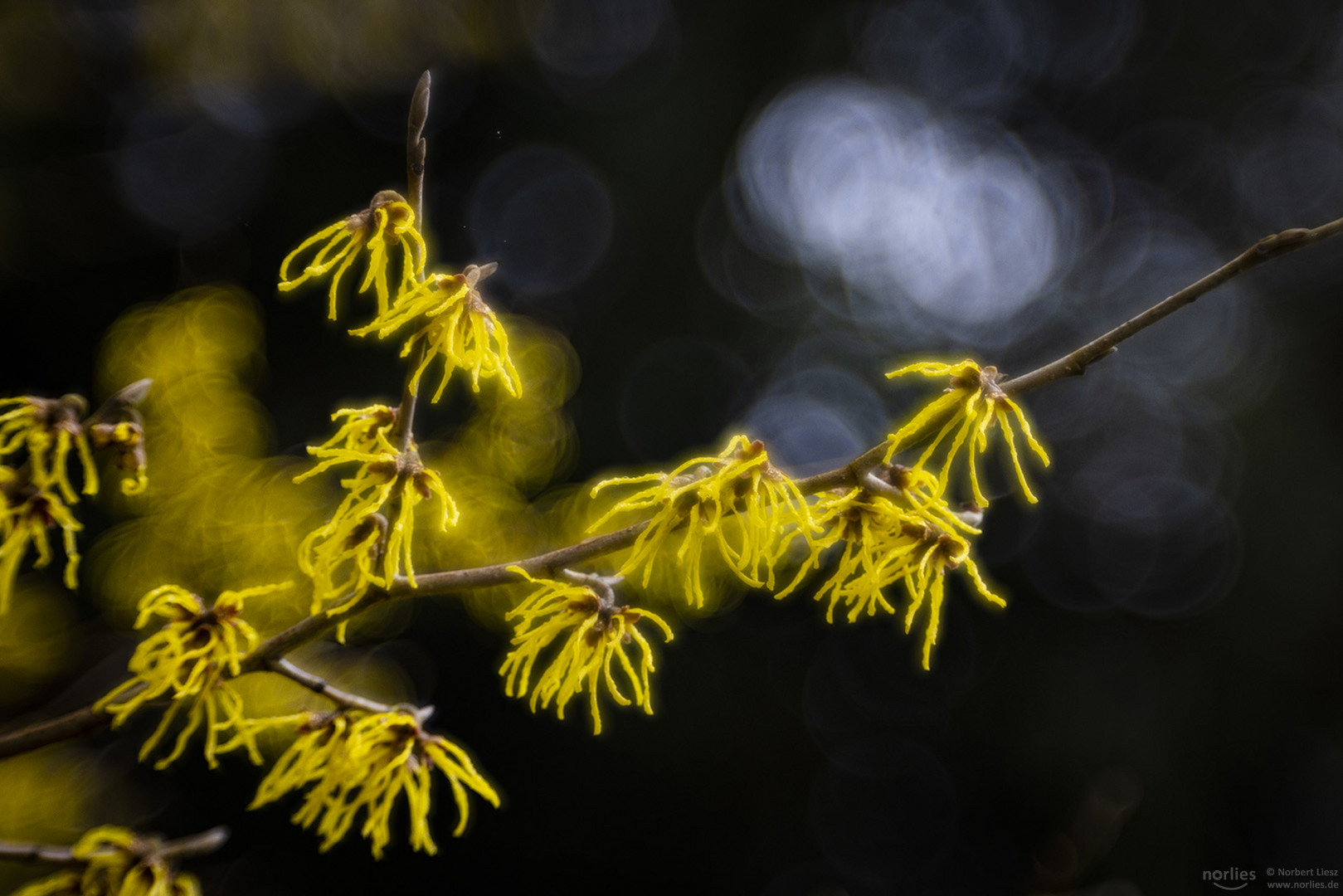 Hamamelis