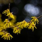 Hamamelis