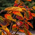 Hamamelis