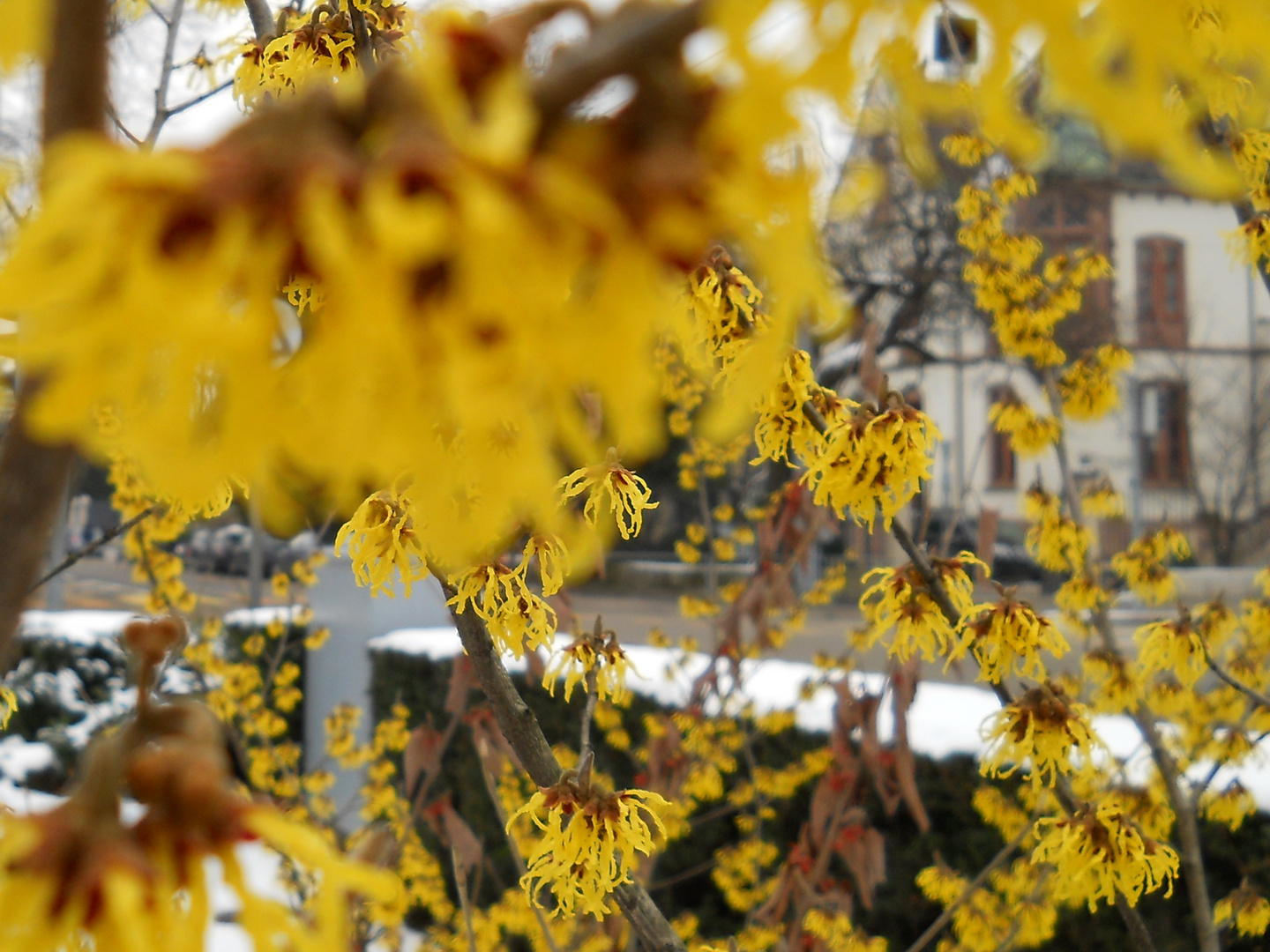 Hamamelis