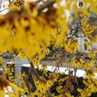 Hamamelis