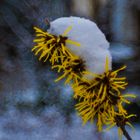 Hamamelis