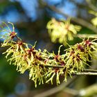 Hamamelis