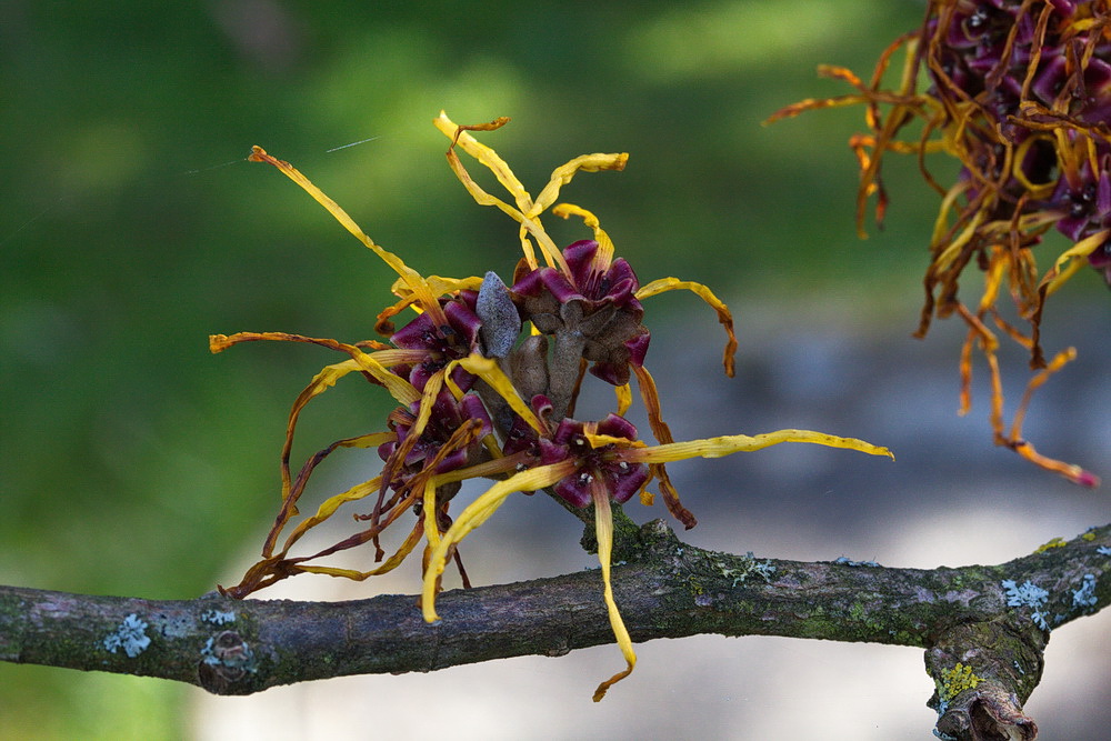 Hamamelis