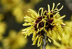 Hamamelis Bokeh