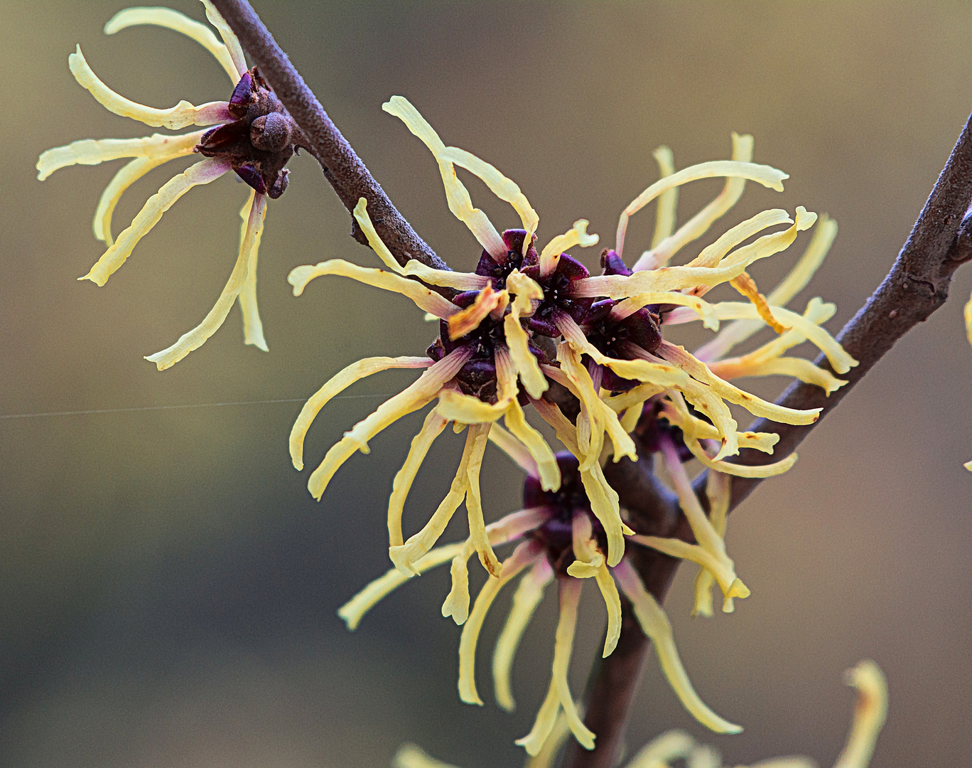 Hamamelis