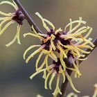 Hamamelis