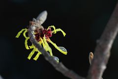 Hamamelis