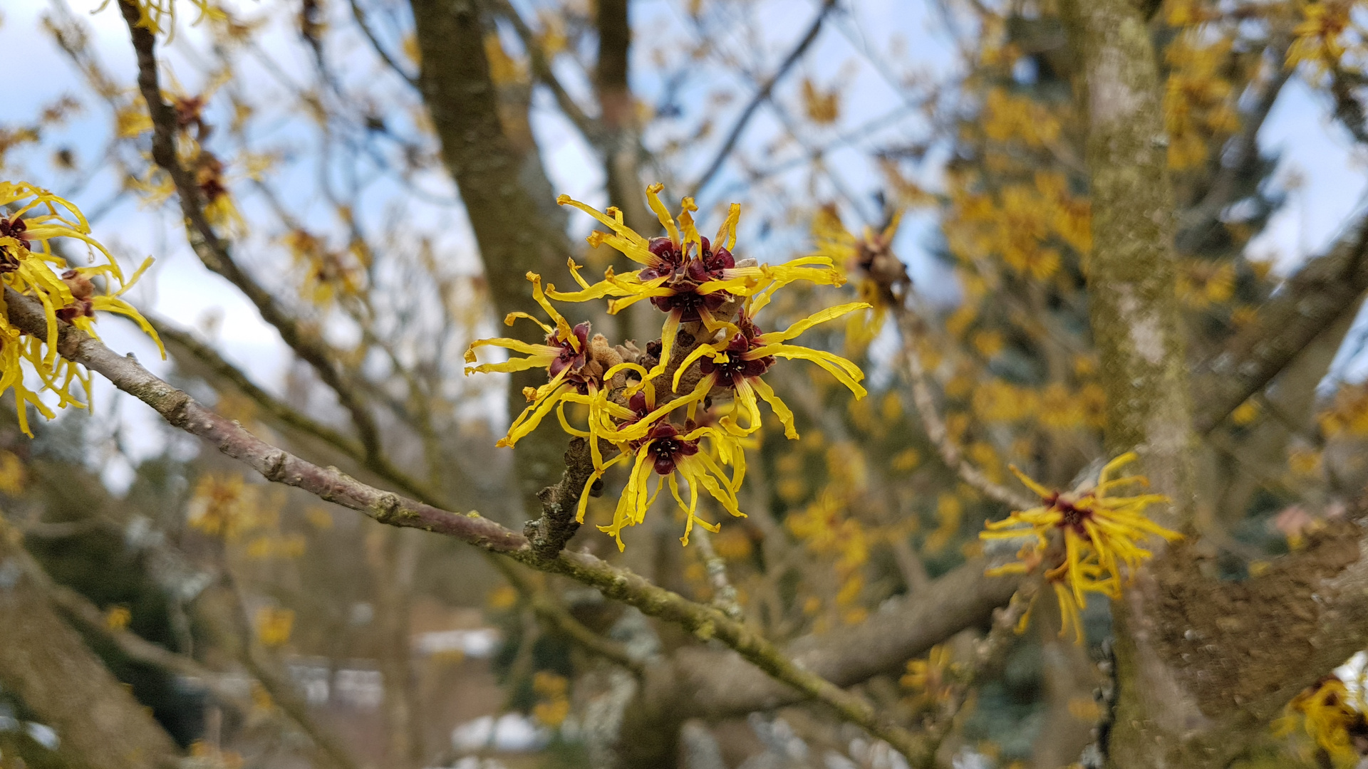 Hamamelis 