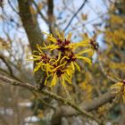 Hamamelis 