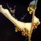 Hamamelis..............