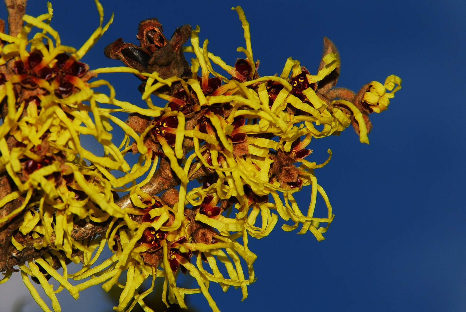 Hamamelis die Zaubernuß