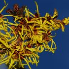 Hamamelis die Zaubernuß