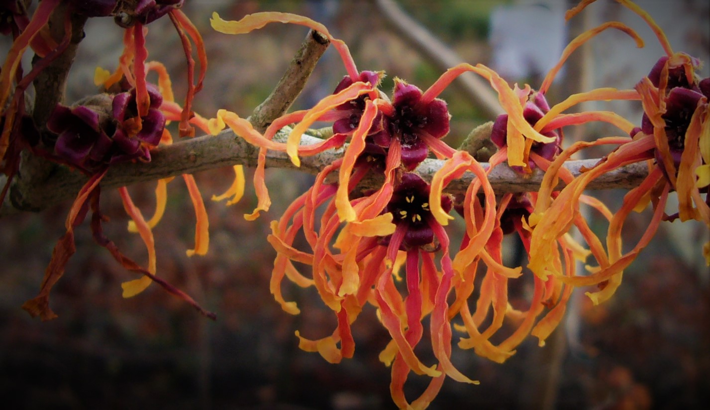 hamamelis