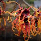 hamamelis