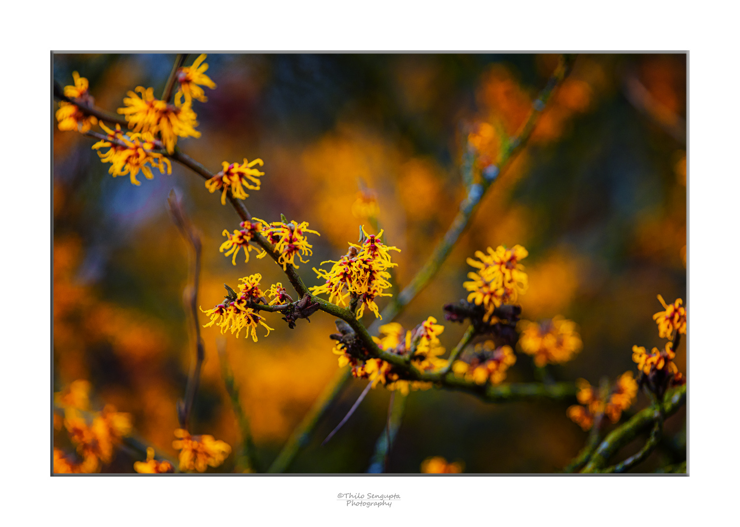 Hamamelis