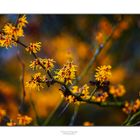 Hamamelis